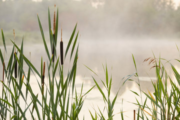 high reed fog on the lake at dawn.