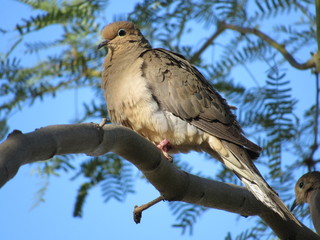 Mourning dove (Zenaida macroura) in a palo verde tree in Arizona with blue sky in the background 