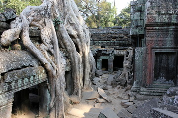 Fototapeta na wymiar Tree roots growing in Ta Phrom temple in Angkor Wat, Siem Reap, Cambodia