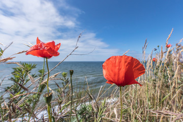 Mohn am meer