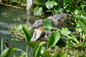 Krokodil am Fluss