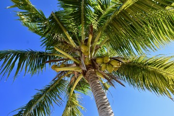 Kokospalme in der Karibik