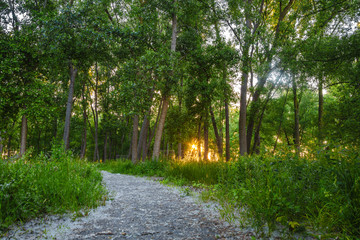 Fototapeta na wymiar Sunset through Trees with Path
