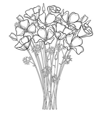 Vector bouquet of outline California poppy flower or California sunlight or Eschscholzia, leaf and bud in black isolated on white background. Contour ornate poppy for summer design or coloring book.