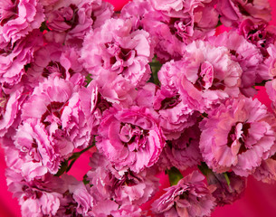 floral background of pink forget-me-nots closeup