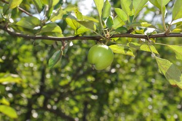 Little green apple on a tree branch in the orchard, with natural green background, selective focus, close up