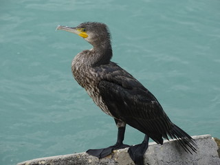 Sea bird