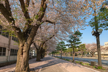 十和田市官庁街通りの桜並木	