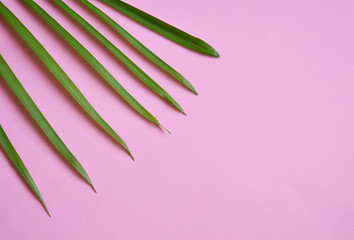 Creative minimal summer idea. Green leaf branches. Palm leaves on pastel colors. Tropical exotic background with empty space for text. Concept creative art. Flat lay, top view.