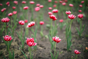 Many beautiful pink blossom tulips on green background close up with copy space. Detailed picturesque landscape of magenta blooming flower in greenfield on sunlight with bokeh.