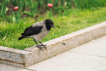 Black crow walks on border near gray sidewalk on background of green grass with pink flowers with copy space. Raven on pavement. Steps of wild bird on asphalt close up. Predatory animal of city fauna.