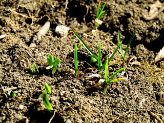 soil surface with growing grass close