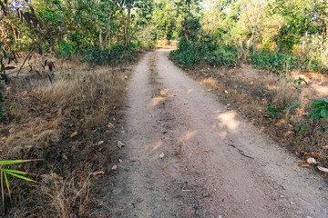 rural forest pathway road awesome view at morning  with greenery forest.