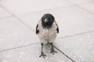 Small black crow walks on gray sidewalk with copy space. Background of pavement with little raven. Steps of wild bird on asphalt. Predatory animal of city fauna. Beak of bird is close up.