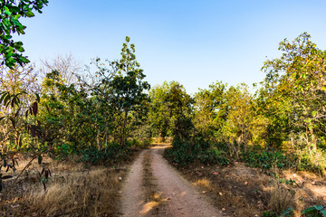 rural forest pathway road awesome view at morning  with greenery forest.