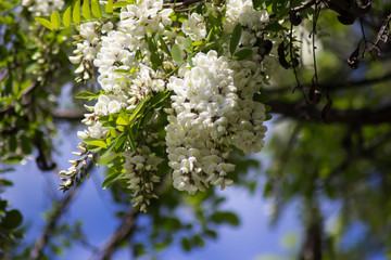 акация на солнце