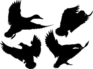 Obraz premium four flying ducks silhouettes isolated on white