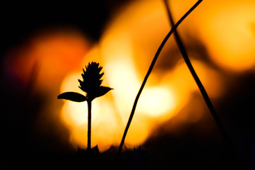 Abstract plant silhouette at fire flames. 
