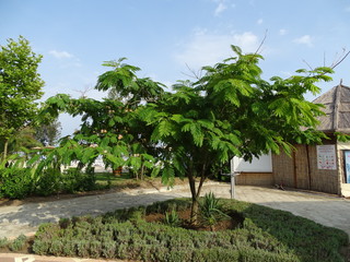 Obraz premium Tree