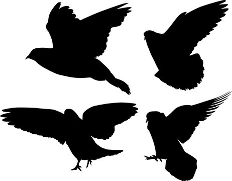 isolated black silhouettes of four pigeons