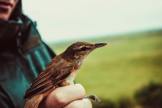 Caught a bird in his hand.