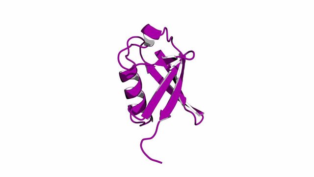 Ubiquitin, rotating cartoon model. Seamless loop