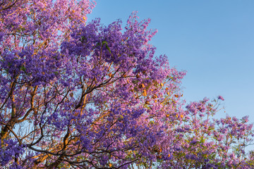 Purple Jacarandas Tree at sunset