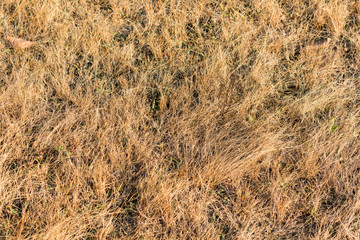 Small dry herbage in field looking awesome at morning in winter season.