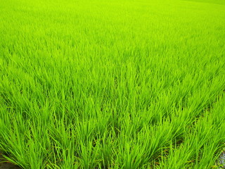6月の田圃風景