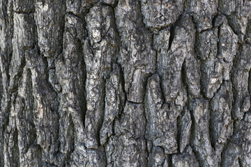 Old tree bark texture