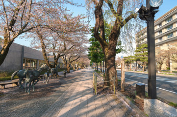 十和田市官庁街通りの桜並木