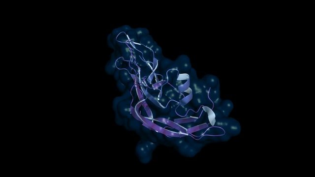 Follicle-stimulating hormone (FSH), rotating cartoon model with semi-transparent surface, seamless loop.