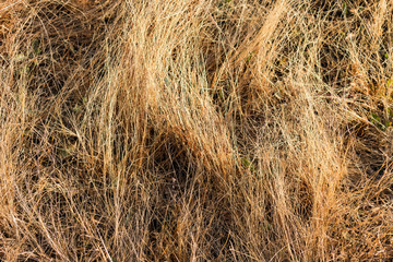 Small dry herbage in field looking awesome at morning in winter season.