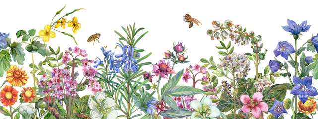 Seamless rim. Border with medicinal herbs, flowering wildflowers, leaves and bees. Botanical Illustration on white background. Watercolor drawing. - obrazy, fototapety, plakaty