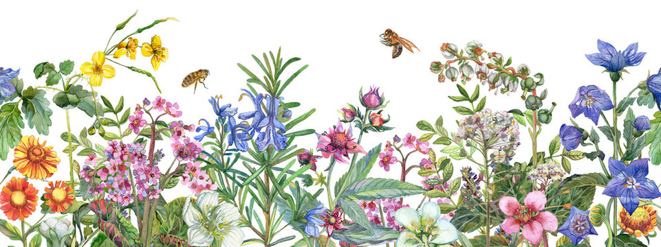 Seamless rim. Border with medicinal herbs, flowering wildflowers, leaves and bees. Botanical Illustration on white background. Watercolor drawing.