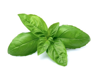 Basil leaves.