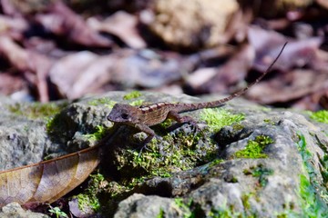 süße kleine Eidechse