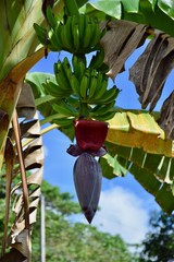 schöne Bananenstaude mit Blüte