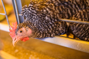 Eggs Chickens ,hens in cages industrial farm