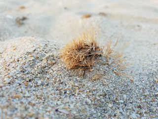 Seul sur le sable