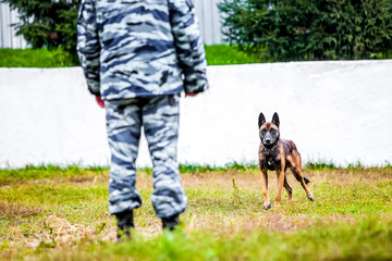 Fototapeta premium Military german shepherd ready-to-go