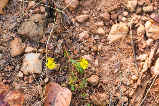 small yellow flower in rural pathway road in forest in gravel looking awesome.
