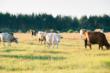 A herd of cows grazing in the meadow.