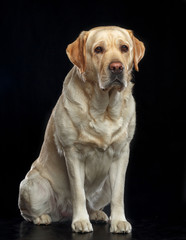 Labrador retriever Dog on Isolated Black Background in studio