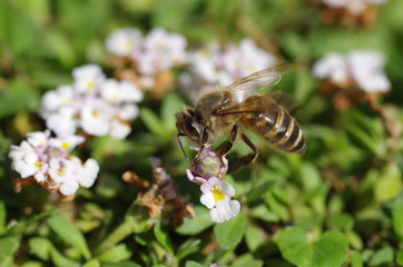 Honey bee and lippia flowers