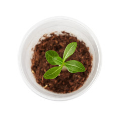 seedling of a houseplant in a plastic cup, plant in the ground isolated on white