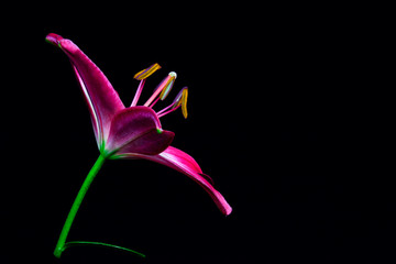 Close up of purole and white lily flower on black background 