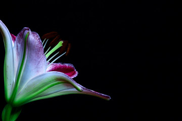 Close up of purole and white lily flower on black background 