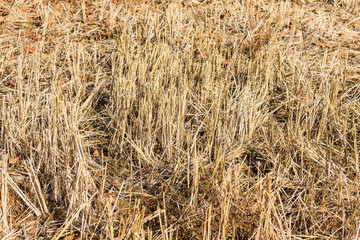 Indian paddy straw at close view looking awesome in a indian paddy farming field.