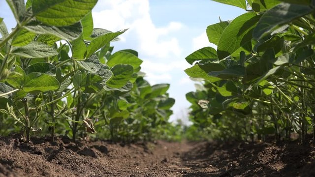Low angle view of cultivated soybean field against blue sky with clouds